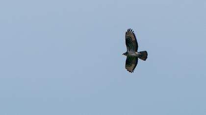 European Honey Buzzard