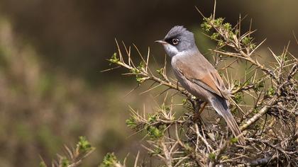 Spectacled Warbler