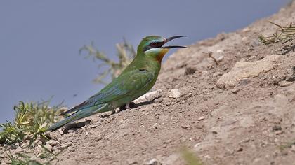 Blue-cheeked Bee-eater