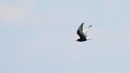 White-winged Tern