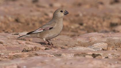 Desert Finch