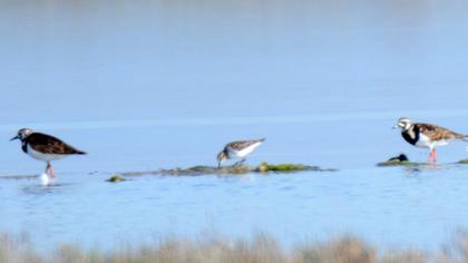 Little Stint