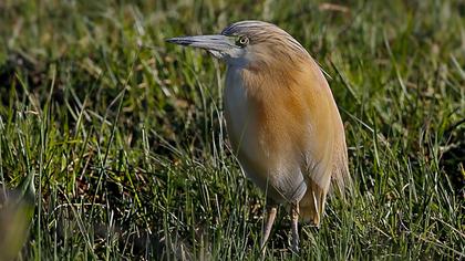 Squacco Heron
