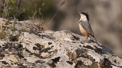 Eastern Rock Nuthatch