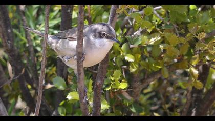 Eastern Orphean Warbler