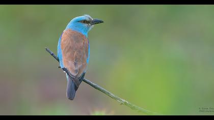 European Roller