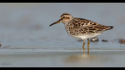 Broad-billed Sandpiper