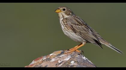 Corn Bunting