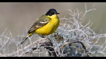 Western Yellow Wagtail