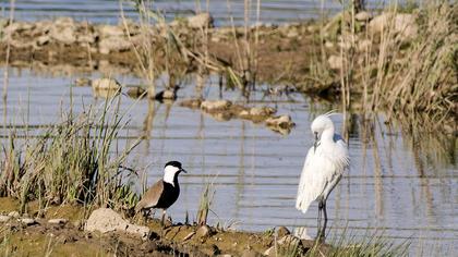 Küçük ak balıkçıl