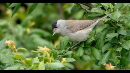 Karabaşlı ötleğen