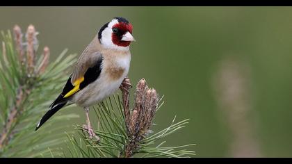European Goldfinch
