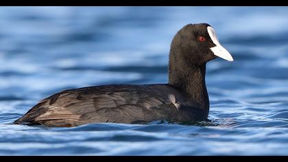 Eurasian Coot