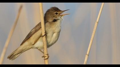 Eurasian Reed Warbler