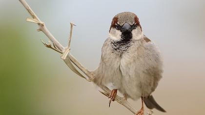 House Sparrow