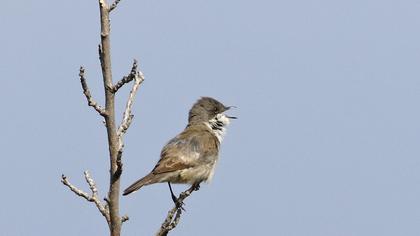 Küçük akgerdanlı ötleğen