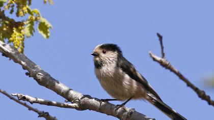Uzunkuyruklu baştankara