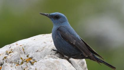 Blue Rock Thrush