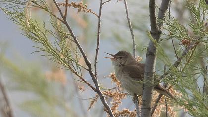 Upcher`s Warbler