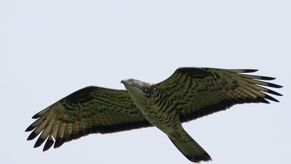 European Honey Buzzard