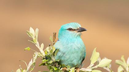 European Roller