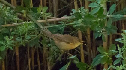 Marsh Warbler