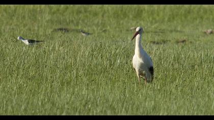 White Stork