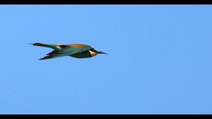European Bee-eater