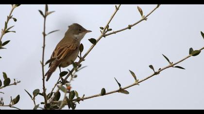 Common Whitethroat