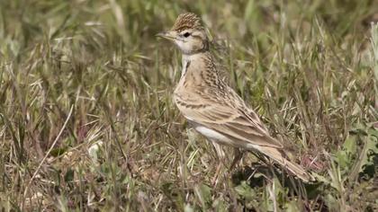 Greater Short-toed Lark