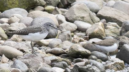 Green Sandpiper
