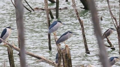 Black-crowned Night Heron