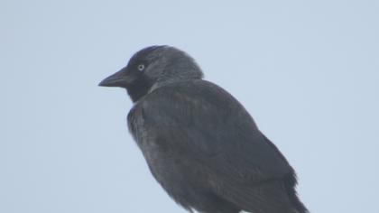 Western Jackdaw