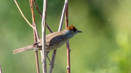 Karabaşlı ötleğen