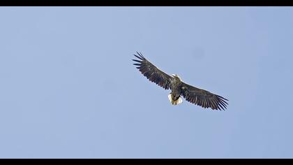 White-tailed Eagle