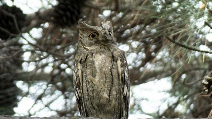 Eurasian Scops Owl