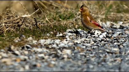 Eurasian Crimson-winged Finch