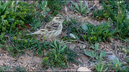 Rock Sparrow