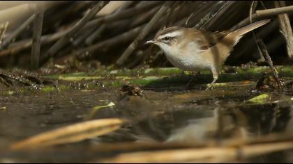 Moustached Warbler