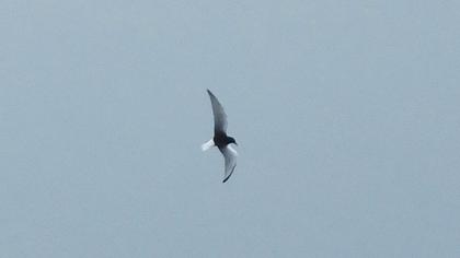 White-winged Tern