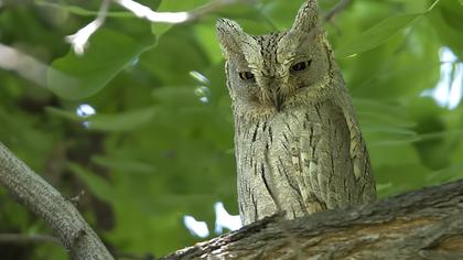 Pallid Scops Owl