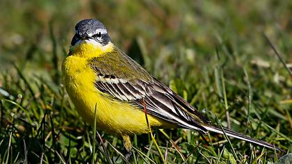 Western Yellow Wagtail