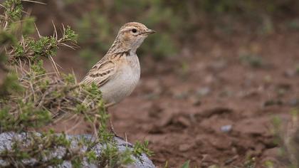 Greater Short-toed Lark