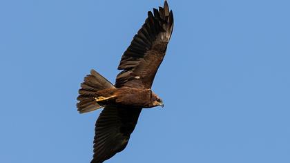 Western Marsh Harrier