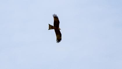 Black Kite