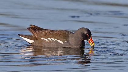 Common Moorhen