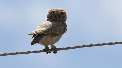 Little Owl