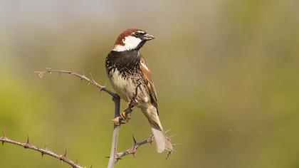 Spanish Sparrow
