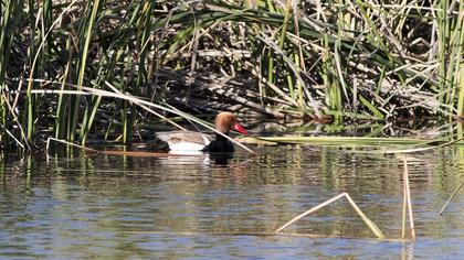 Red-crested Pochard