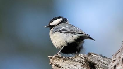 Coal Tit